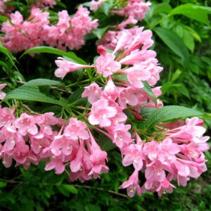 Вейгела цветущая “Розеа” в Киселевске