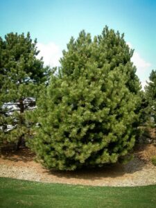 Сосна Чёрная (Pinus Nigra) купить по цене от 270.00р. в интернет-магазине «Посадика» с доставкой почтой в в Киселевске и по всей России – [изображение №1].