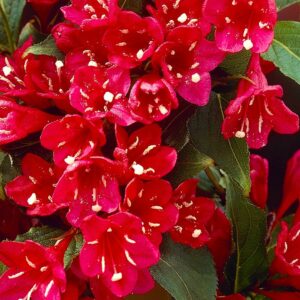 Вейгела цветущая “Ред Принц” в Киселевске