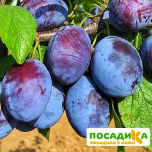 Слива Чачакская ранняя купить по цене от 229.00р. в интернет-магазине «Посадика» с доставкой почтой в в Киселевске и по всей России – [изображение №1].