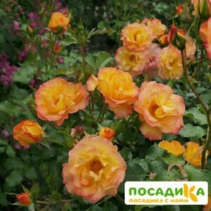 Роза Сахара в Киселевске