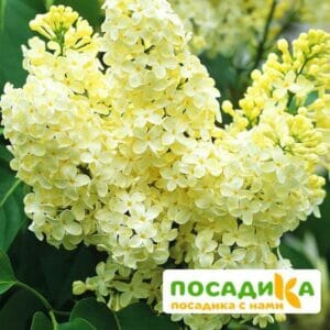 Сирень Примроуз (Primrose) купить по цене от 529.00р. в интернет-магазине «Посадика» с доставкой почтой в в Киселевске и по всей России – [изображение №1].