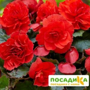 Бегония крупноцветковая красная в Киселевске
