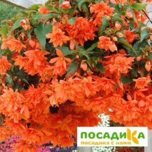 Бегония ампельная оранжевая в Киселевске