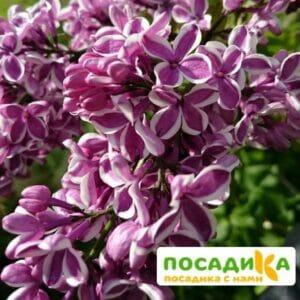 Сирень Сенсация купить по цене от 529.00р. в интернет-магазине «Посадика» с доставкой почтой в в Киселевске и по всей России – [изображение №1].