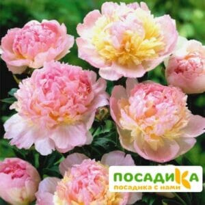 Пион Распберри Сандей (Paeonia Raspberry Sundae) купить по цене от 959р. в интернет-магазине «Посадика» с доставкой почтой в в Киселевске и по всей России – [изображение №1].