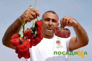 Клубника Гигант Джорнея купить по цене от 266р. в интернет-магазине «Посадика» с доставкой почтой в в Киселевске и по всей России – [изображение №1].
