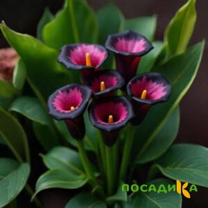 Калла Аура Лейс купить по цене от 400р. в интернет-магазине «Посадика» с доставкой почтой в в Киселевске и по всей России – [изображение №1].