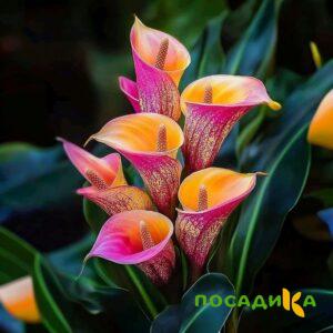 Калла Оникс купить по цене от 450р. в интернет-магазине «Посадика» с доставкой почтой в в Киселевске и по всей России – [изображение №1].