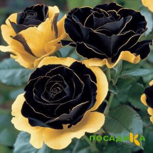 Роза Ханни Сикл купить по цене от 700р. в интернет-магазине «Посадика» с доставкой почтой в в Киселевске и по всей России – [изображение №1].