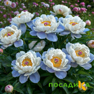 Пион акварельный Этюд купить по цене от 806р. в интернет-магазине «Посадика» с доставкой почтой в в Киселевске и по всей России – [изображение №1].