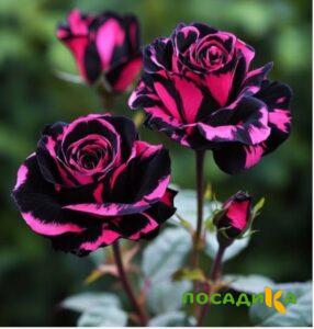 Роза Багровый Шепот купить по цене от 366р. в интернет-магазине «Посадика» с доставкой почтой в в Киселевске и по всей России – [изображение №1].
