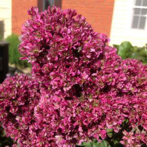 Флокс Филингс купить по цене от 329р. в интернет-магазине «Посадика» с доставкой почтой в в Киселевске и по всей России – [изображение №1].