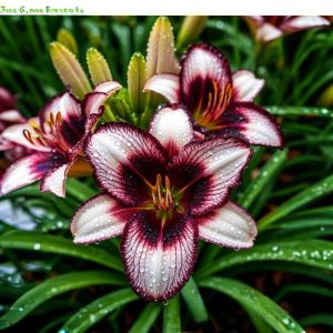 Лилейник Крим Сикл купить по цене от 799р. в интернет-магазине «Посадика» с доставкой почтой в в Киселевске и по всей России – [изображение №1].