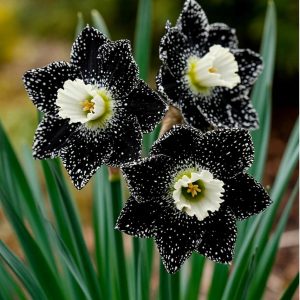 Нарцисс Кассата купить по цене от 372р. в интернет-магазине «Посадика» с доставкой почтой в в Киселевске и по всей России – [изображение №1].