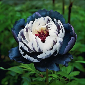 Пион Древовидный Инь-Янь купить по цене от 419р. в интернет-магазине «Посадика» с доставкой почтой в в Киселевске и по всей России – [изображение №1].