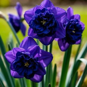 Нарцисс Арт Нуво купить по цене от 378р. в интернет-магазине «Посадика» с доставкой почтой в в Киселевске и по всей России – [изображение №1].