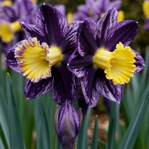 Нарцисс Акропоис купить по цене от 382р. в интернет-магазине «Посадика» с доставкой почтой в в Киселевске и по всей России – [изображение №1].