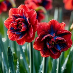 Нарцисс Эрличе купить по цене от 386р. в интернет-магазине «Посадика» с доставкой почтой в в Киселевске и по всей России – [изображение №1].